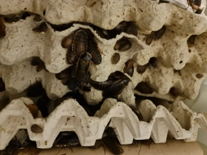 Argentinische Waldschabe,  Blaptica Dubia 