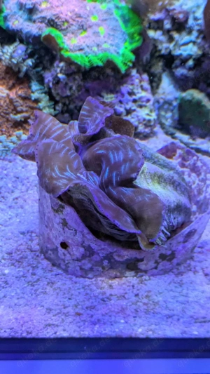 Muschel Derasa Koralle