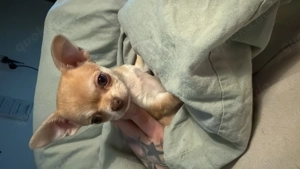 Unsere kleine Nana such ein liebevolles Zuhause   