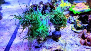 Euphyllia glabrescens Koralle