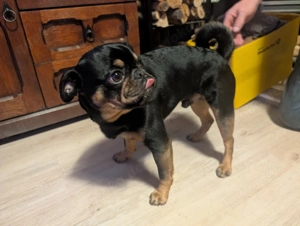 Retro Mops Deckrüde Bild 3