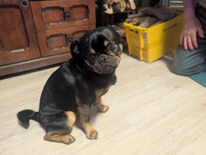 Retro Mops Deckrüde Bild 4