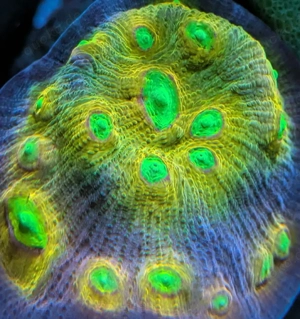 Chalice Mycedium Koralle