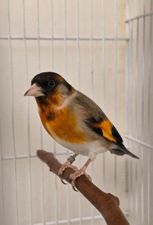 Stieglitz x Kapuzenzeisig Vogel