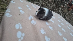 Meerschweinchen Dame 