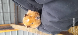 Meerschweinchen US Teddy Böckchen 