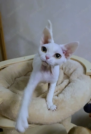 Eine junge schneeweiße Schönheit Felicita sucht ein neues liebevolles Zuhause!