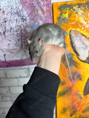 Farbratte Silvermane Bock