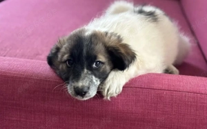 Liebevoller Bento wartet auf sein Glück