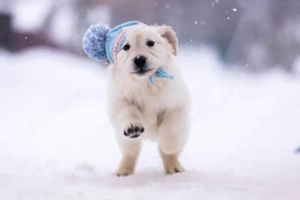 Golden Retriever Welpen in liebevolle Hände abzugeben