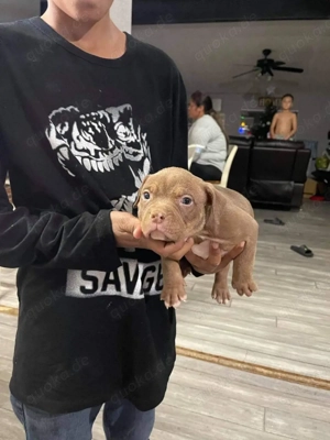 Wunderschöne französische Bulldoggenwelpen