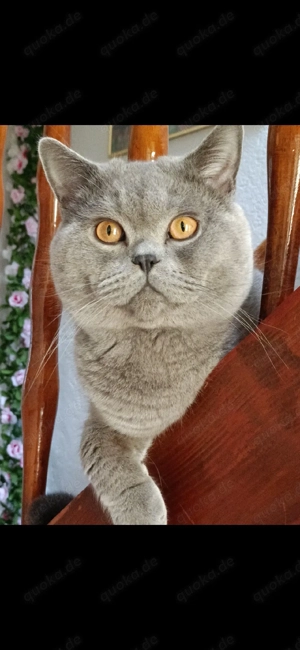 Erfahrener BKH Decckater 