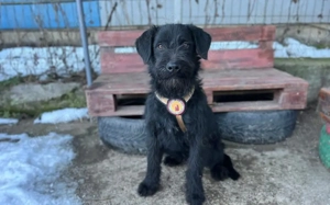 Schlauer Charmeur Gomez auf der Suche nach dem großen Glück