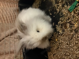 Angora Löwenköpfchen