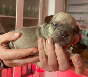 Französische Bulldoggen Welpen