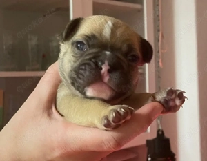 Französische Bulldoggen Welpen