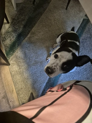 suche ein neues zu hause  reserviert