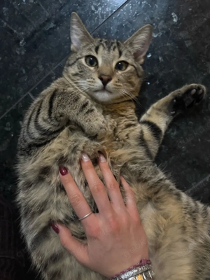 Süße Straßenkatzen suchen ein liebevolles Zuhause!->70  Schutzgebür