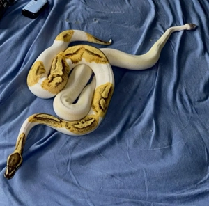 königsphtons abzugeben 