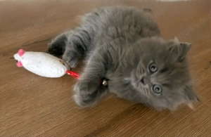 Ragdoll Persermix Kitten zu verkaufen