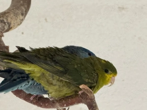 Vogelbestand mit megabakterium abzugeben!