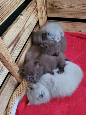 Reinrassige BKH Kitten 
