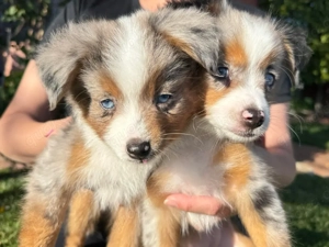 Niedlicher australischer Zwerghundwelpe sucht ein neues Zuhause  