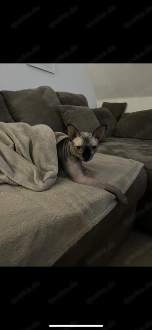 Schweren Herzens suchen wir ein neues Zuhause für unsere Sphynxkatze