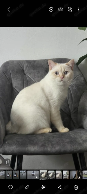 Sehr lieber bkh 1 jahr alt 