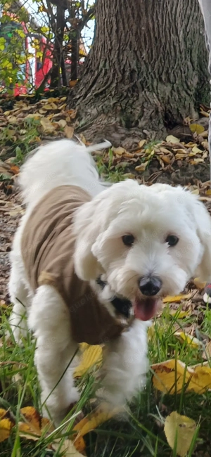 Lieber Malteser Rüde