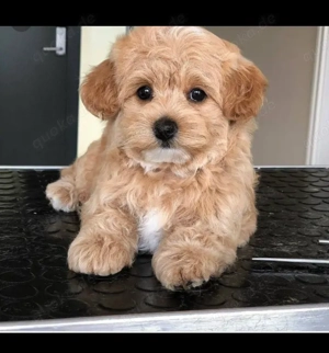 Maltipoo Welpen