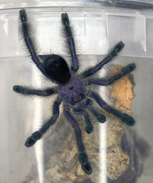 Avicularia Arten Vogelspinnen 