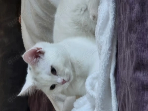 Süsse verschmuste BKH 6 monate alt 