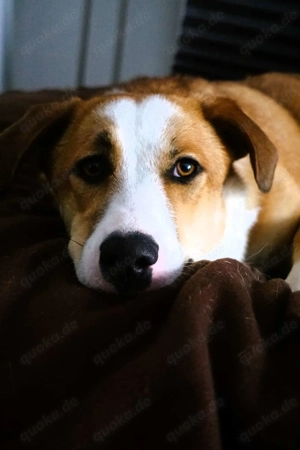 Mica - ein echtes Juwel auf 4 Pfoten