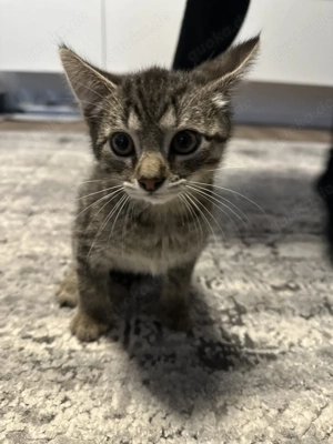 Mischlingkatze 2 Monate 
