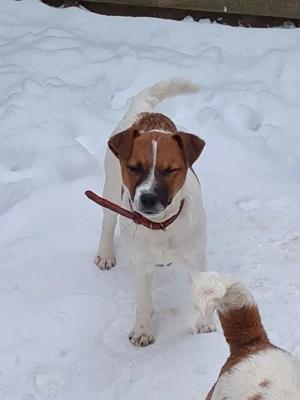 Jack Russel Welpe Hündin 