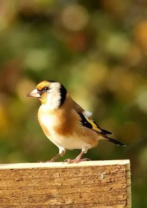 Suche weiblichen Stieglitz (Distelfink) zur Zucht