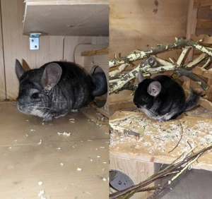 Cater und Linus aus Leonberg suchen Zuhause - Chinchilla Notfallvermittlungshilfe