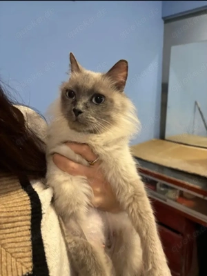 Pitufina Traumkatze sucht Traumfamilie