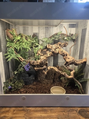 Pythonking Terrarium  90x 60x90