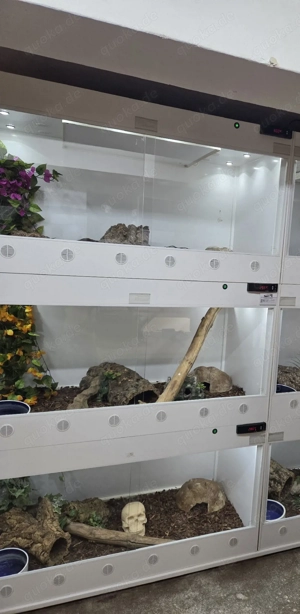 verschiedene Terrarien 