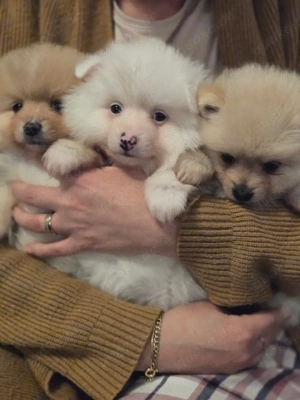 Pomeranian Zwergspitz Welpen suchen ein liebevolles Zuhause! 