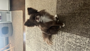 Deckrüde Leo will Papa werden 