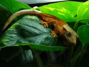 Kronengecko-Duo  0.2.