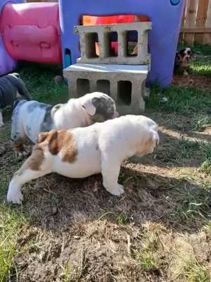 Wir haben aktuell wunderschöne Englische Bulldoggenwelpen abzugeben     
