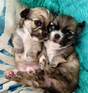 Chihuahua-Welpen suchen ein Zuhause.