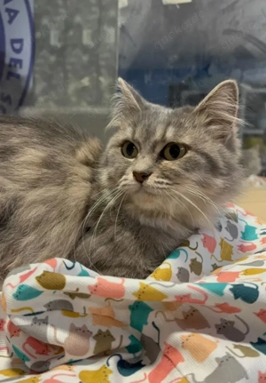 Cleo Kleines Flauschi sucht harmonische Familie