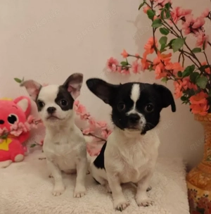 Chihuahua-Welpen suchen ein Zuhause.