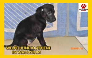 Athene Welpe Mischling Hündin Junghund sucht Zuhause oder Pflegestelle