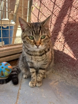 Siamu Trauriges Tigermädel sucht liebevolle Familie